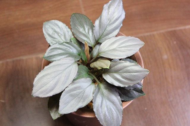 ホマロメナ Homalomena sp.赤銀 West Java wf1 – 熱帯植物.com